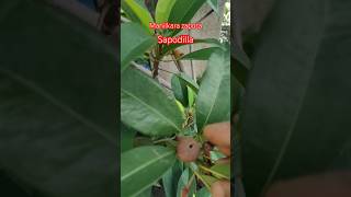 Sapodillasabedahandpollination ytubeshorts garden gardening subscribe likecomment [upl. by Camarata]