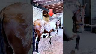 MINDBLOWING Horse Sweat Secrets You Never Knew [upl. by Call]