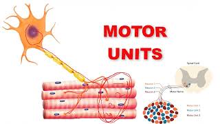 fasciculation fibrillation motor unit [upl. by Nnadroj]