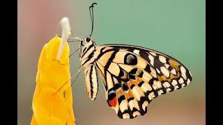 How a Caterpillar Becomes a Butterfly Explained [upl. by Finkelstein]