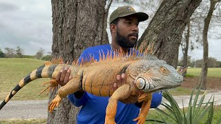 Day 4 Fighting and Breeding Red Iguanas Take over Apartment Complex Iguana Removal Job [upl. by Ahsieyk50]