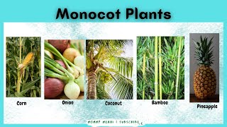 Monocot Plants Examples Monocotyledon monocotyledonous plants  Mommy Merai [upl. by Arrio755]