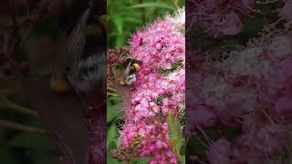 Bumble Bee Foraging Flowers [upl. by Maxama]