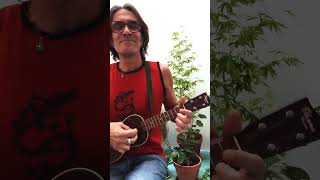 Songcrafting 4 ALL THAT WE ARE shorts ukulele folk songwriter life OhanaUkuleles [upl. by Gayner13]