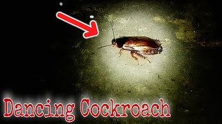 Dancing Cockroach 😯 [upl. by Esinehc]