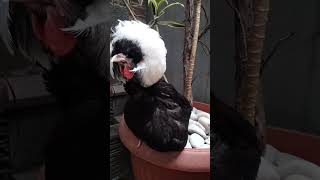 Ayam hias white crested black polish [upl. by Joelly]