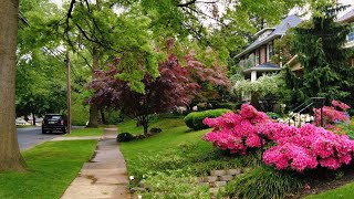 Exploring a Rainy Spring Day Stroll Through a Historic American Suburb Nature Sounds for Relaxing [upl. by Granger]