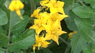 Solanum peruvianum flowers 11th July 2021 [upl. by Benildas479]