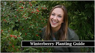 Winterberry Planting Guide  Planting Berry Poppins® Winterberry Holly  Northlawn Flower Farm [upl. by Pressey41]