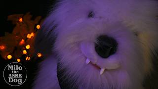 ASMR Vampire Dog Comforts You Before and After Feeding to Help You Sleep [upl. by Llevaj]