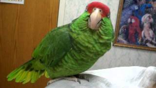 Talking Amazon Parrot [upl. by Ardnalahs]