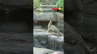 Snow Leopard Performance 😝❤️crowd estatic [upl. by Nichols]