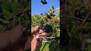 Aronia is a superfood nature berries naturelovers norway norwaylife [upl. by Nivag]