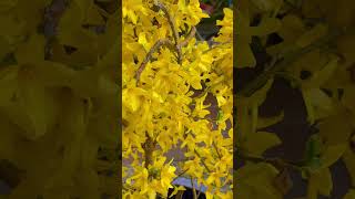 Forsythia Magical Gold blooms after 8 days [upl. by Torrie]