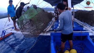 FISH TRAP  PART 2 Trevally and Long Nose Emperor [upl. by Moshell844]