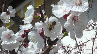 fleurs dabricotier et abeilles butinant sur les fleurs [upl. by Humbert]