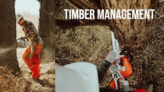 HOW TO GIRDLE a tree and create better DEER BEDDING TIMBER MANAGEMENT [upl. by Sumerlin285]