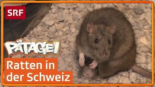 So leben Ratten  Pätagei  SRF Kids – Kindervideos für Kinder [upl. by Agarhs]