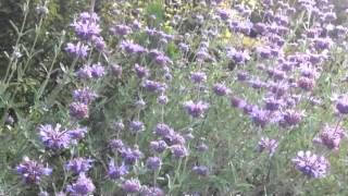 Salvia clevelandii  Cleveland Sage [upl. by Ij]