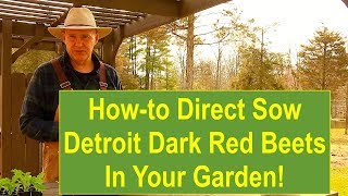 How to DirectSow Detroit Dark Red Beets in Your Garden [upl. by Bee]