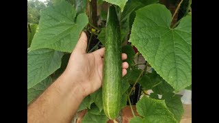 How to Grow Cucumbers Hydroponics From Seed At Home [upl. by Yecal]