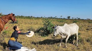 MUITOS BEZERROS NASCENDO NA NOSSA FAZENDAðŸ™ Vaca brava veio pra cima de mim [upl. by Hplodur858]