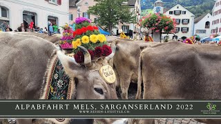 Alpabfahrt Mels Sarganserland  Schweiz  reisenlifestylech [upl. by Mueller]