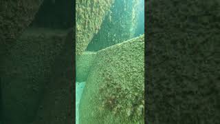 Cancún Underwater view Coral reef at los cubos mexico travel beach [upl. by Nikal]