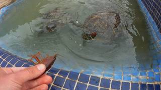 Rescate de cangrejos para dárselos de comer a mis tortugas [upl. by Pantheas127]