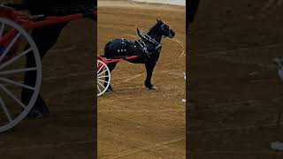 Gorgeous Friesian Horse in anticipation of the Riding Show 🤩 [upl. by Carmelina]