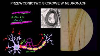 Przewodnictwo skokowe w neuronach [upl. by Htesil]