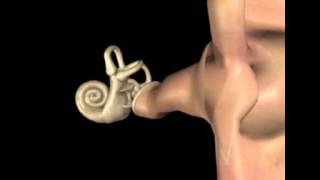 Oreille en 3D  S Blatrix [upl. by Aguste389]