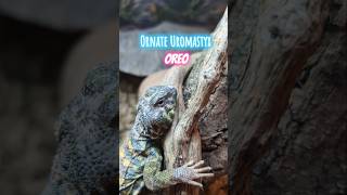 Ornate Uromastyx uromastyx lizard reptiles animalpictures pets petlizard [upl. by Akinad]