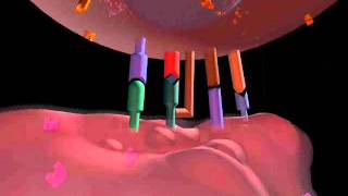 Antigen processing and presentation [upl. by Allimrac]