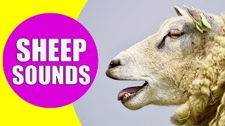 SHEEP SOUNDS FOR KIDS  Learn Baaing Bleating Yelling Screaming and Meh Sound Effects of Sheep [upl. by Joby]