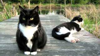 Herding Cats mov [upl. by Strepphon]