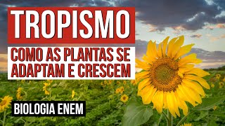 TROPISMO como as plantas se adaptam e crescem  Biologia para o Enem  Cláudia de Souza Aguiar [upl. by Onirefez87]