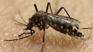 Preview Fox News Reporting Zika [upl. by Laehcimaj518]