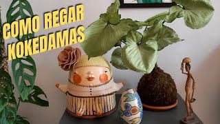 KOKEDAMAS  Como REGAR e cuidar [upl. by Aileen490]