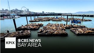 Why the sea lion population at San Franciscos Pier 39 is dramatically increasing [upl. by Violeta955]