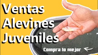 Alevines Juveniles de Tilapia 💧Cría de Calidad de Nuestra Famosa Granja [upl. by Ardnahcal]