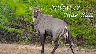 Nilgai or Blue Bull Boselaphus tragocamelus  Interesting Facts  Secure Nature [upl. by Aiciruam]