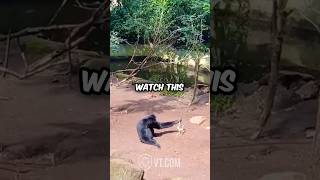 Monkey Teases Porcupine and Instantly Regrets It 🐒🦔😂 [upl. by Airdnek]