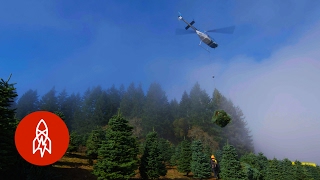 Harvesting One Million Christmas Trees by Helicopter [upl. by Atir]