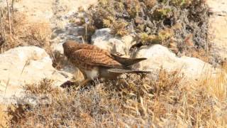 Kestrel eating a shnieders skink PG בז מצוי צד וחומט מנומר [upl. by Huan840]