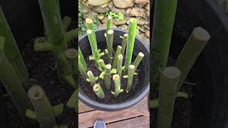 paulownia cuttings [upl. by Madelina206]