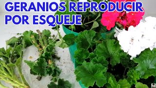 como reproducir geranios por esqueje sin fallar CHUYITO JARDINERO [upl. by Cleopatra]