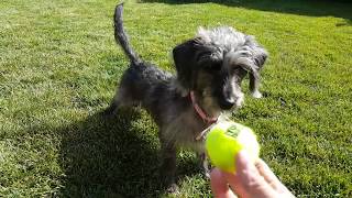 Miniature Dachshund  Poodle Cross Playing Fetch [upl. by Iraam]