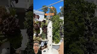 It’s easy to use an aeroponic tower agriculture aeroponics towergarden hydroponics indoorfarm [upl. by Natsirk]