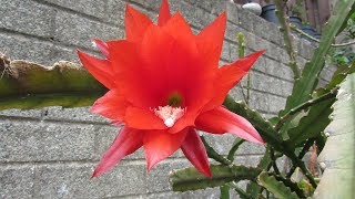 How to Harvest Seeds from Epiphyllum Cactus  The Orchid Cacti [upl. by Llenroc718]